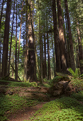 Image showing Giant Redwoods California