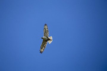 Image showing Swainson Hawk in Flight