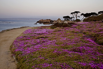 Image showing Monterey Coast California