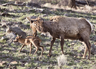 Image showing Yellowstone National Park