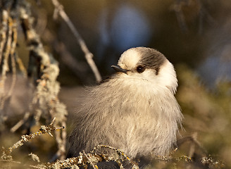 Image showing Baby Gray Jay