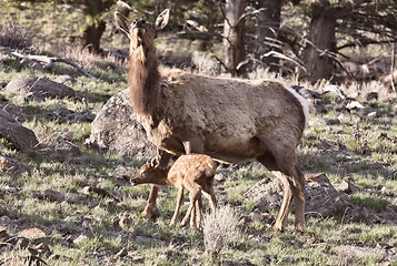 Image showing Yellowstone National Park