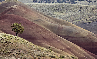 Image showing Painted Hills Oregon