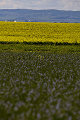 Image showing Flax and canola crop