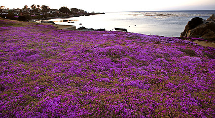 Image showing Monterey Coast California