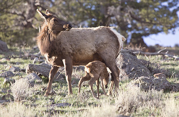 Image showing Yellowstone National Park