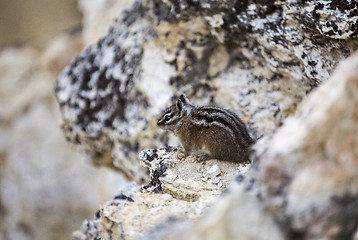 Image showing Yellowstone National Park