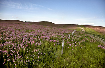 Image showing Pink flower alfalfa 