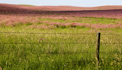 Image showing Pink flower alfalfa 