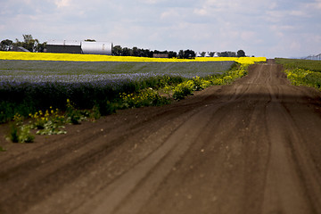 Image showing Flax and canola crop