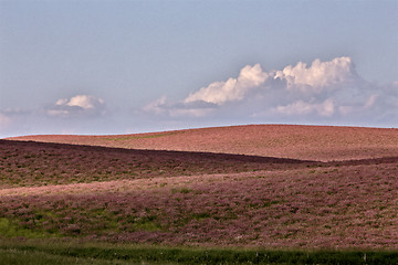 Image showing Pink flower alfalfa 