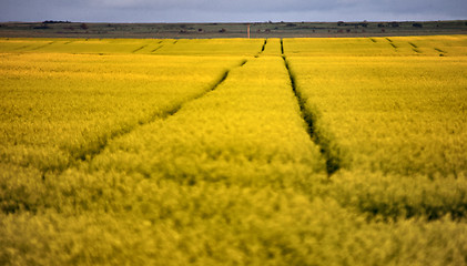 Image showing Wet tractor tire tracks