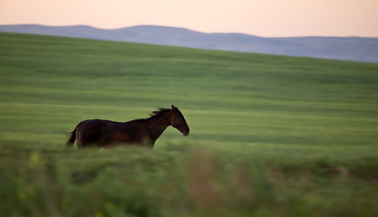 Image showing Horses Pasture Blurred