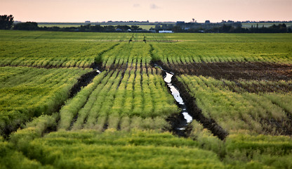 Image showing Wet tractor tire tracks