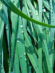 Image showing grass background