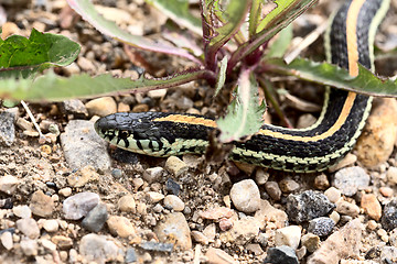 Image showing Close up Garter Snake