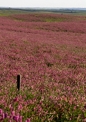 Image showing Pink flower alfalfa 