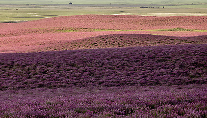 Image showing Pink flower alfalfa 