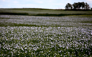 Image showing Flax Bloom