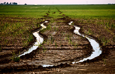 Image showing Wet tractor tire tracks