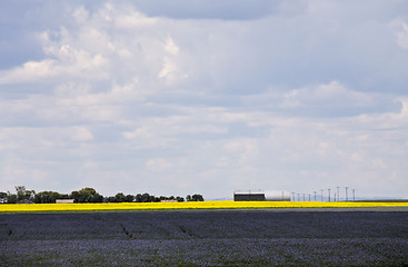 Image showing Flax and canola crop