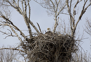 Image showing Eagle in nest