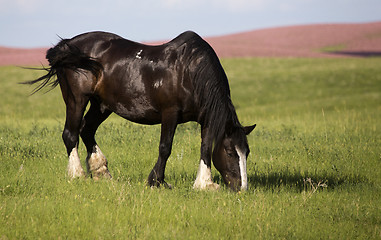 Image showing Horse in Pasture