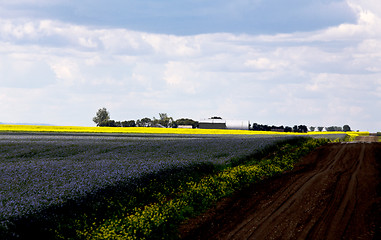 Image showing Flax and canola crop