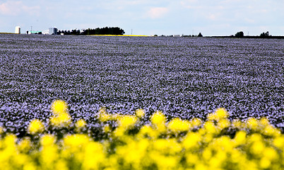 Image showing Flax and canola crop