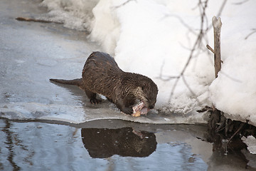 Image showing Otter in Winter