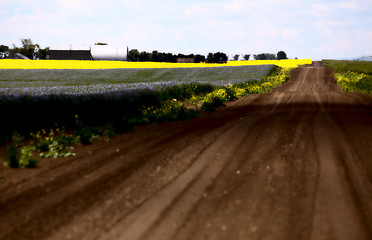 Image showing Flax and canola crop