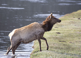 Image showing Yellowstone National Park