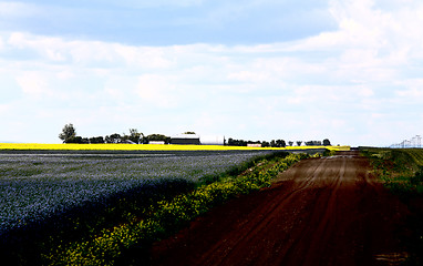 Image showing Flax and canola crop