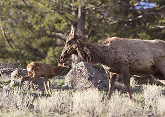 Image showing Yellowstone National Park