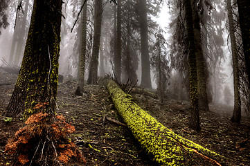 Image showing Yosemite National Park