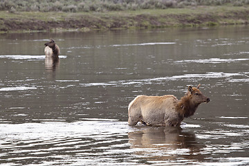 Image showing Yellowstone National Park