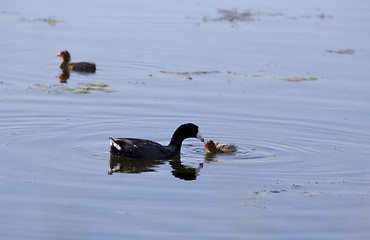 Image showing American Coot and babies