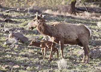 Image showing Yellowstone National Park