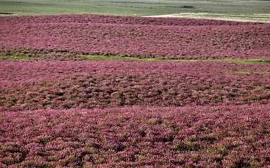 Image showing Pink flower alfalfa 