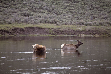 Image showing Yellowstone National Park