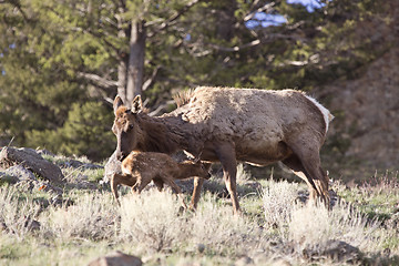 Image showing Yellowstone National Park