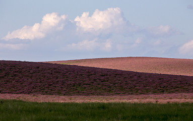 Image showing Pink flower alfalfa 