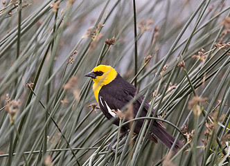 Image showing Yellow Headed Blackbird