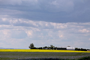 Image showing Flax and canola crop