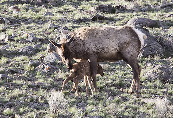 Image showing Yellowstone National Park