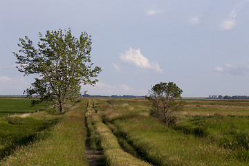 Image showing Wet tractor tire tracks