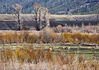 Image showing Yellowstone National Park