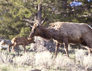 Image showing Yellowstone National Park