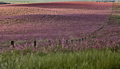 Image showing Pink flower alfalfa 