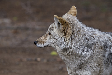 Image showing Wild Timber wolf